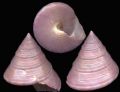 Calliostoma ziziphinum